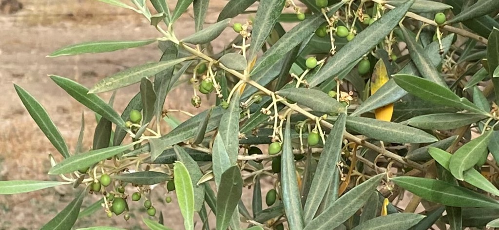 Aceitunas verdes, origen del Aceite de Oliva Virgen Extra